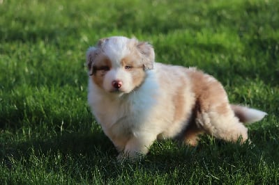 Les chiots de Berger Australien