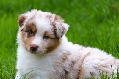 Les chiots de Berger Australien