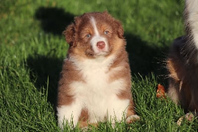 Les chiots de Berger Australien