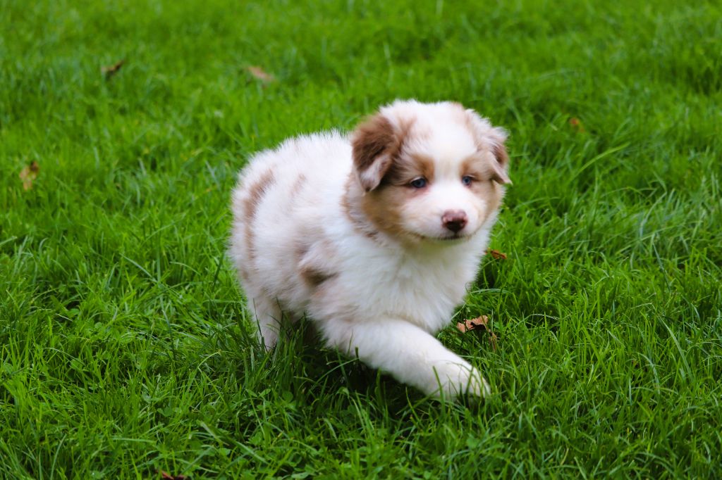 Anse a la barque dit Aska