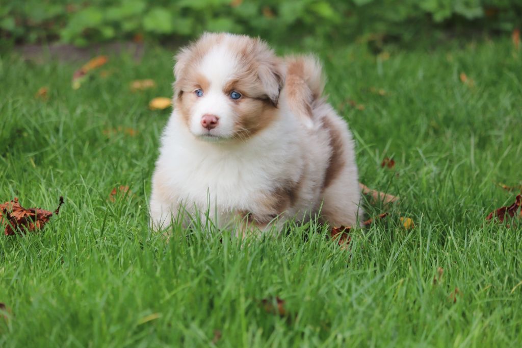 Anse de la perle dit Pupuce