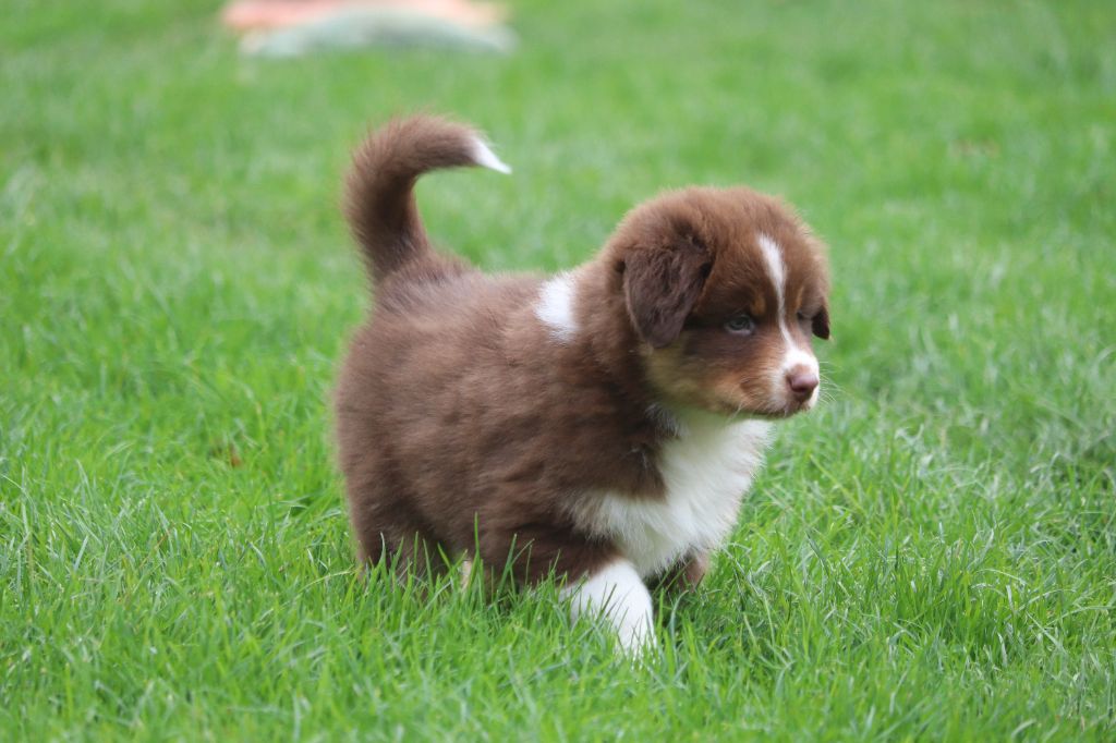 ANSE A LA GOURDE dit Appie