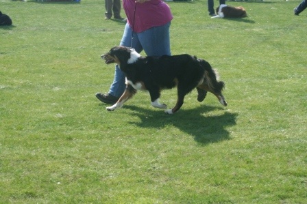 Eldakota black d'avril des Caps et Marais d'Opale - Excellent non classé, en classe ouverte