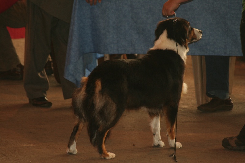 Eldakota black d'avril des Caps et Marais d'Opale - 4éme Excellent en classe ouverte