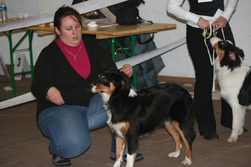 Eldakota black d'avril des Caps et Marais d'Opale - Prometteur; en classe puppy