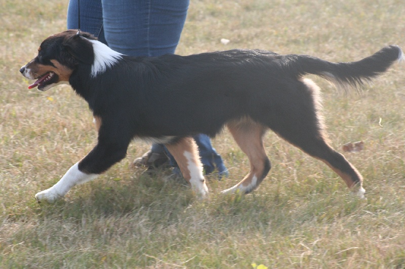 Eldakota black d'avril des Caps et Marais d'Opale - Prometteur, en classe baby