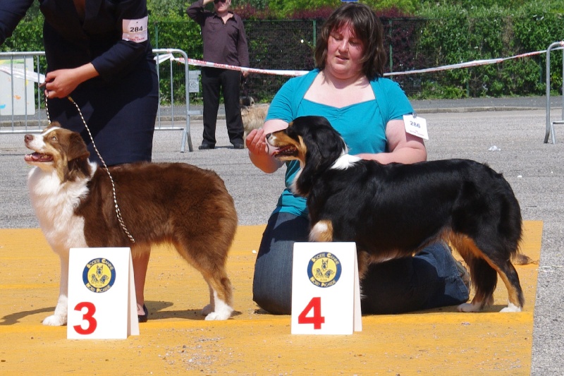 Eldakota black d'avril des Caps et Marais d'Opale - 4éme excellent, classe ouverte
