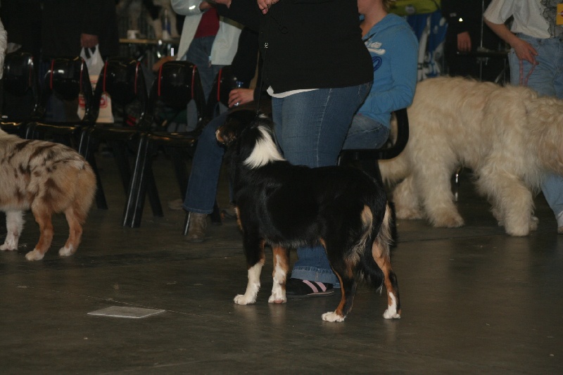Eldakota black d'avril des Caps et Marais d'Opale - 2 éme Très Prometteur en classe puppy