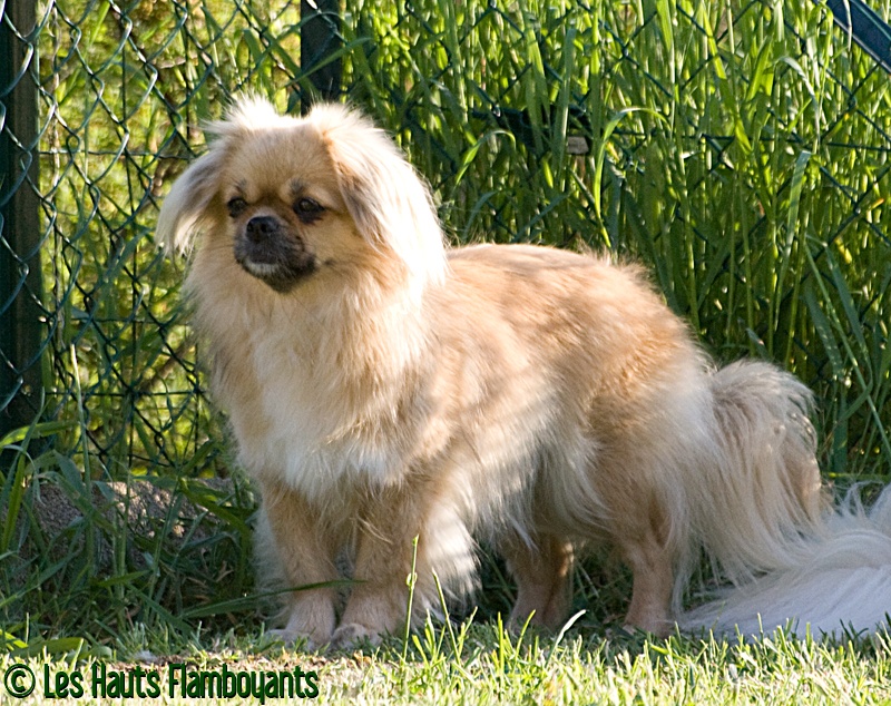 Publication : des Hauts Flamboyants Auteur : @LHF 2012