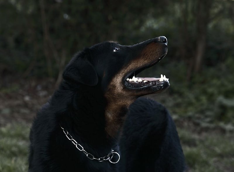 Publication : de La Haie d'Ipson Auteur : jerom klein