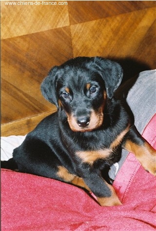 Publication : de La Haie d'Ipson