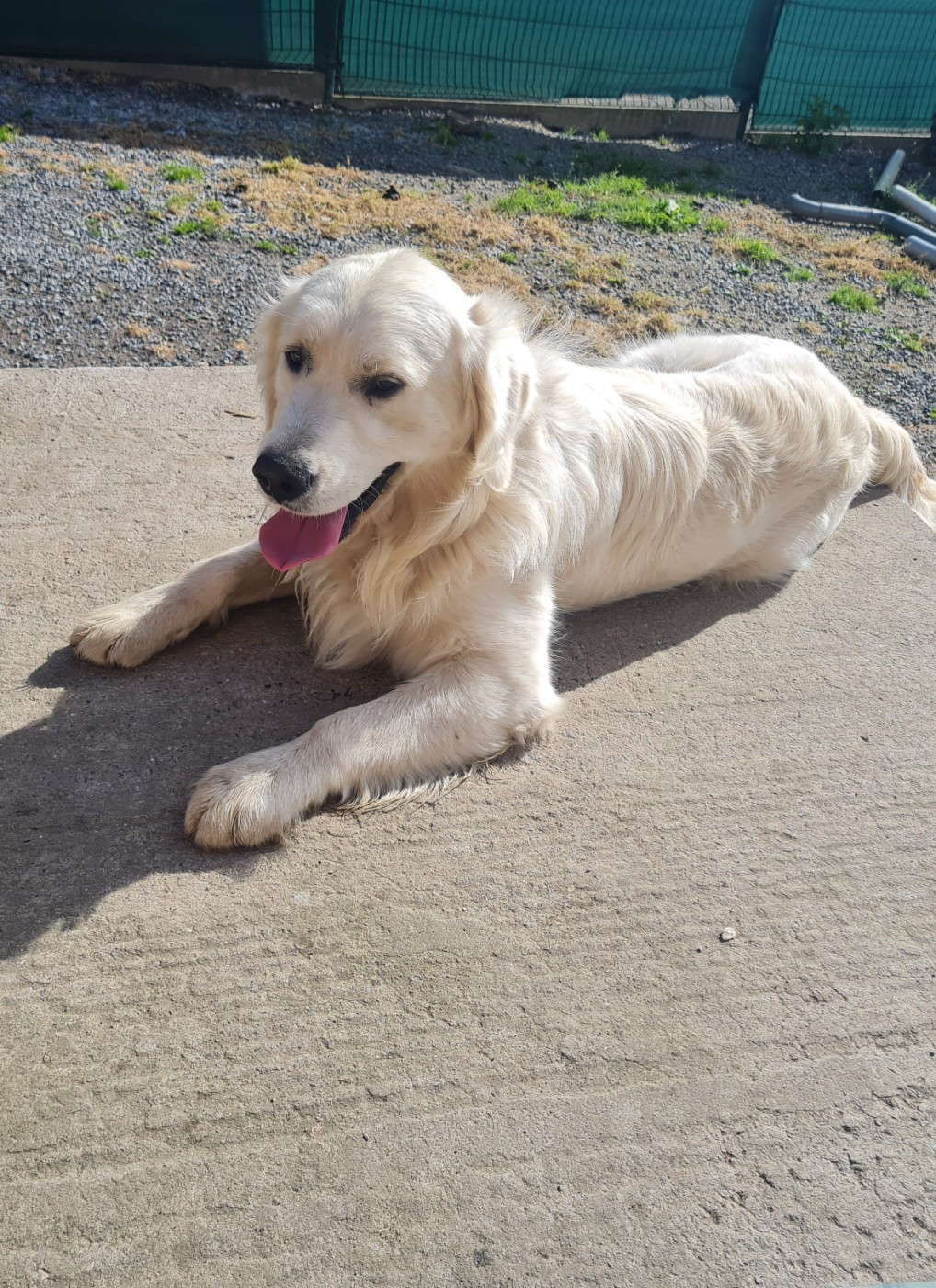 Publication : Du Tresors Canins De Nounours