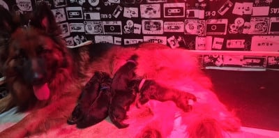 Du Tresors Canins De Nounours