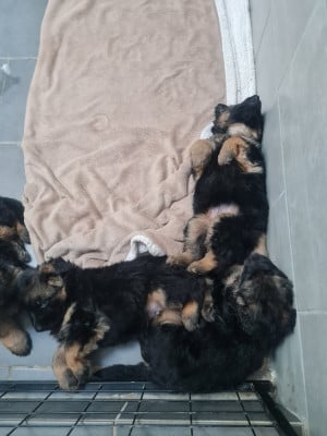 Du Tresors Canins De Nounours