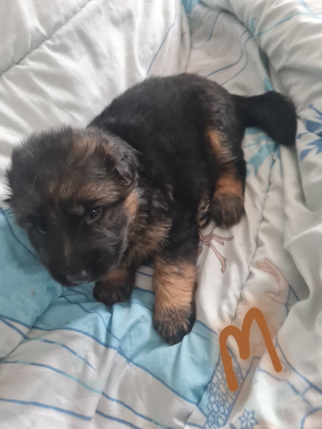 ba - Berger Allemand Poil Long