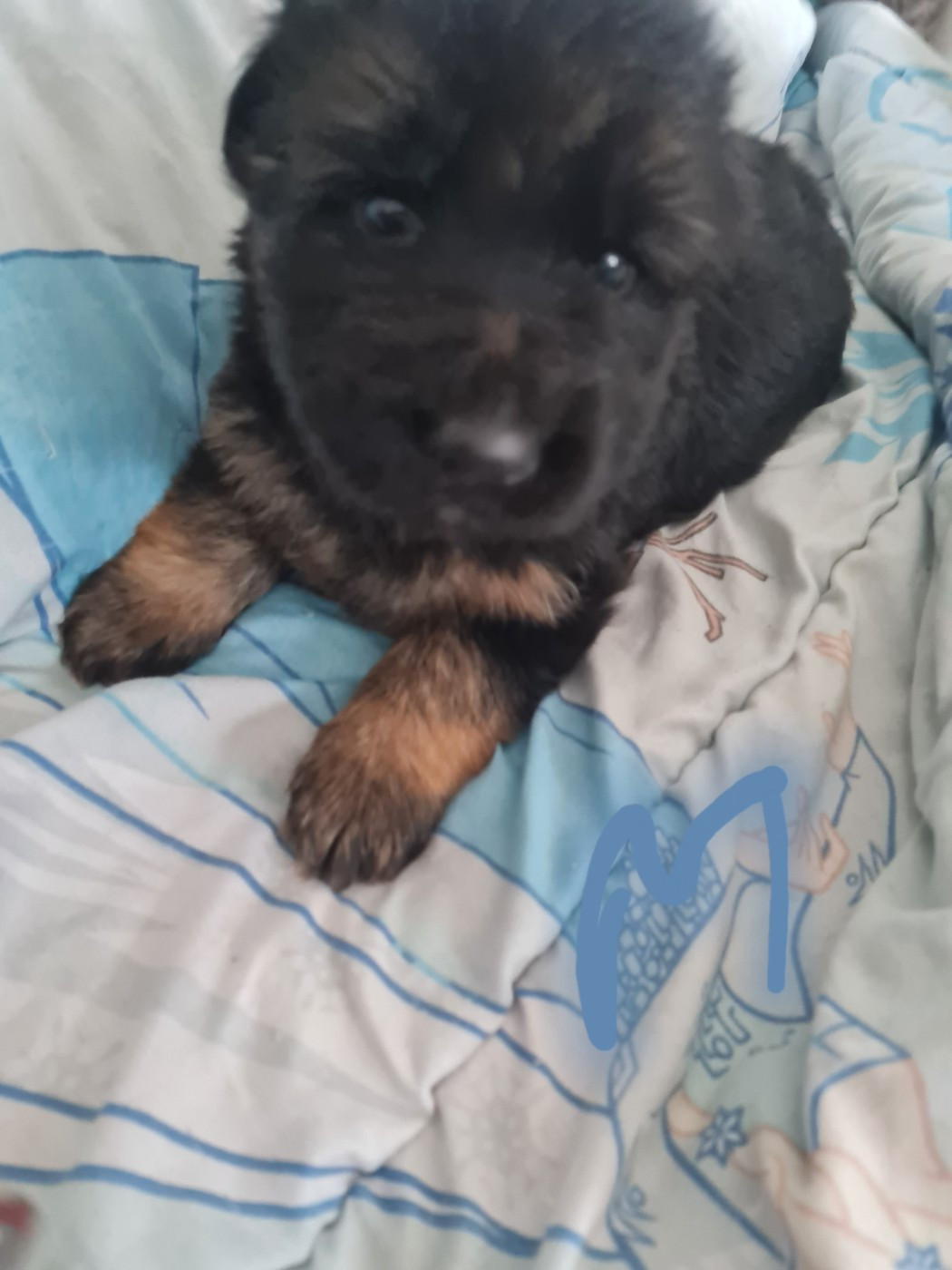 bac - Berger Allemand Poil Long