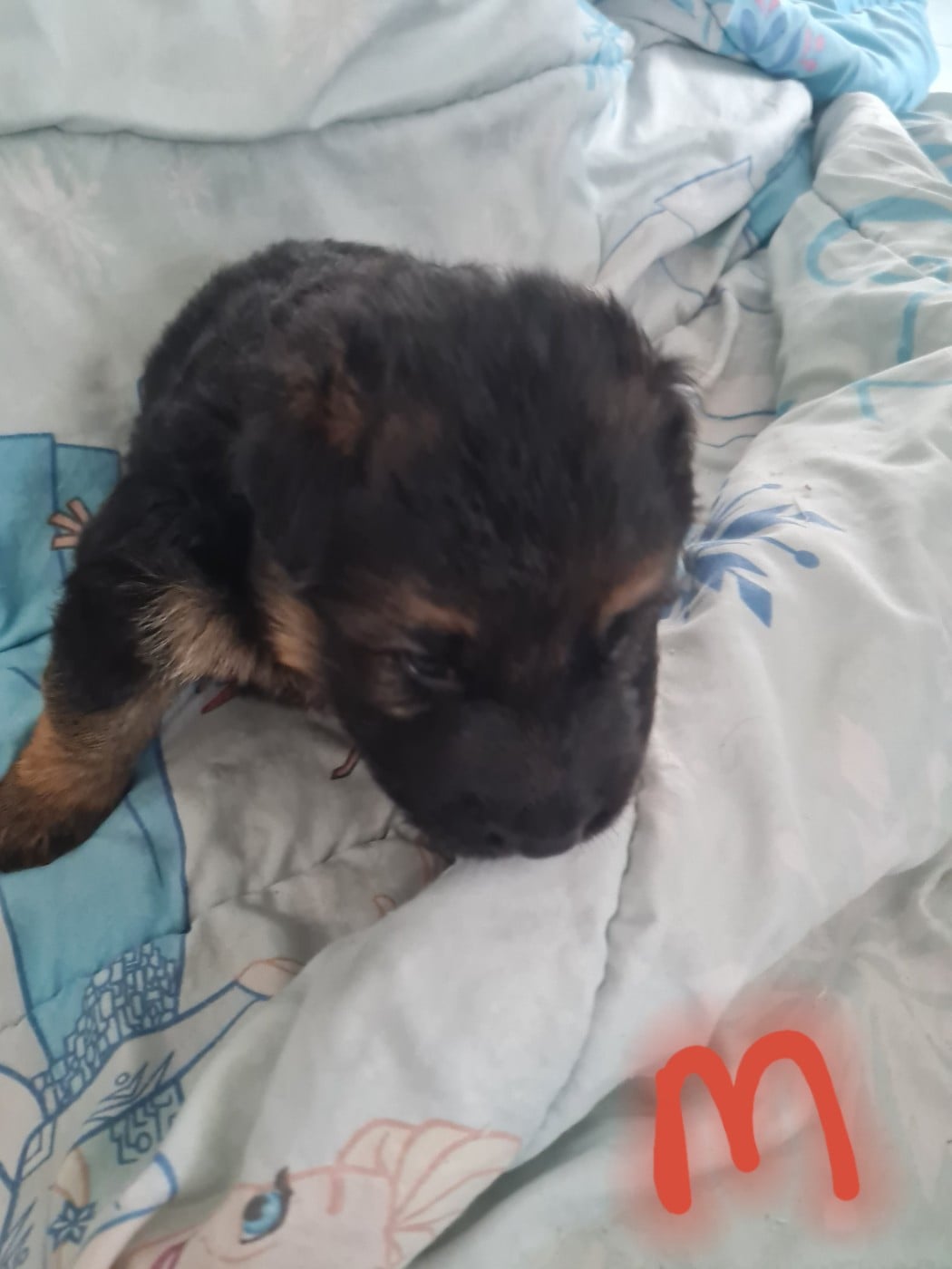 b - Berger Allemand Poil Long