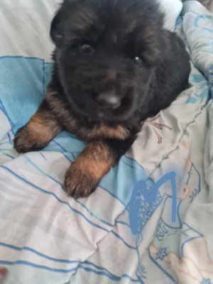 Les chiots de Berger Allemand Poil Long