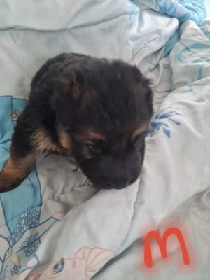 Les chiots de Berger Allemand Poil Long