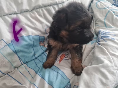 Les chiots de Berger Allemand Poil Long