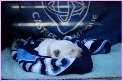 Les chiots de Berger Blanc Suisse