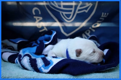 Les chiots de Berger Blanc Suisse
