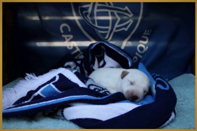 Les chiots de Berger Blanc Suisse