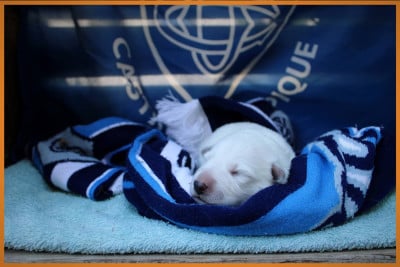Les chiots de Berger Blanc Suisse
