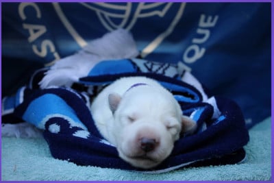 Les chiots de Berger Blanc Suisse