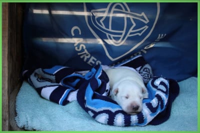 Les chiots de Berger Blanc Suisse