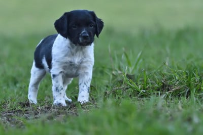 Les chiots de Epagneul Breton
