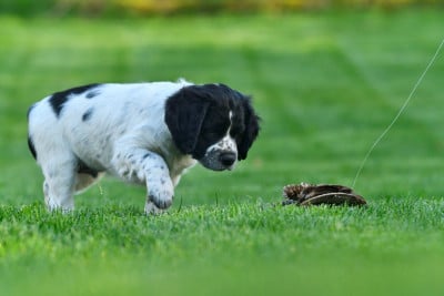 Les chiots de Epagneul Breton