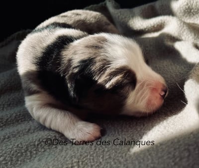 Les chiots de Berger Américain Miniature 