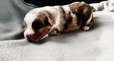 Les chiots de Berger Américain Miniature 