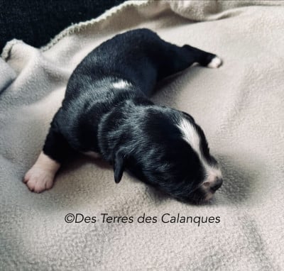 Les chiots de Berger Américain Miniature 