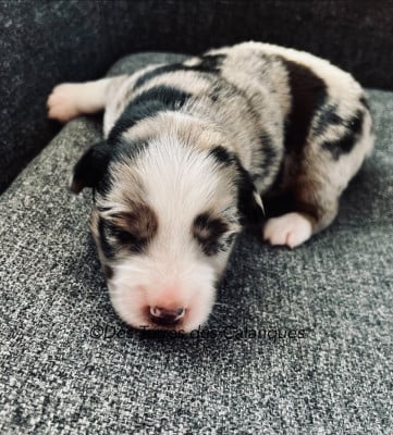 Les chiots de Berger Américain Miniature 