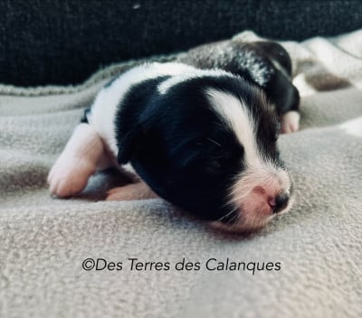 Les chiots de Berger Américain Miniature 