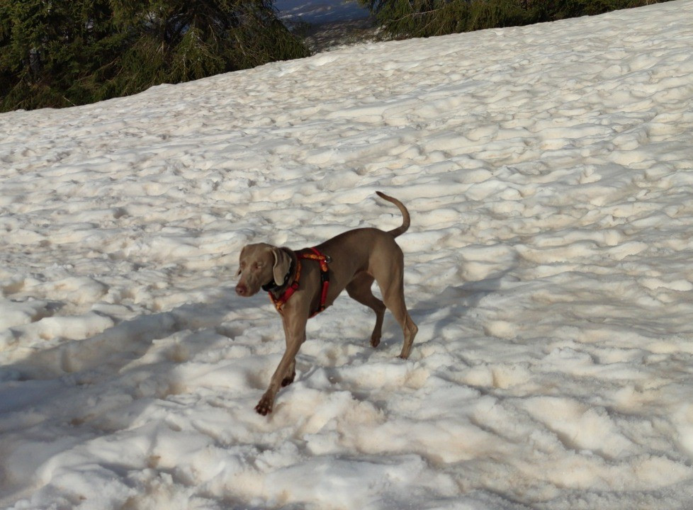 rebelle (Sans Affixe)