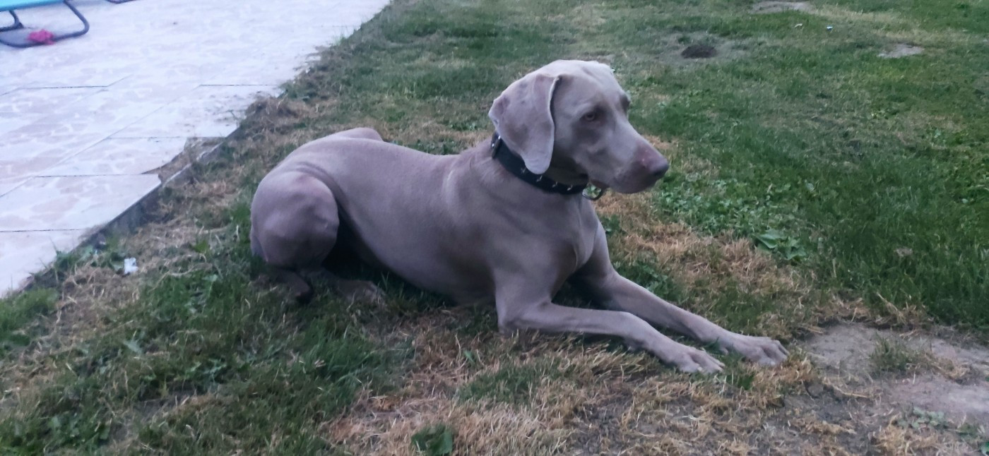 rebelle (Sans Affixe)