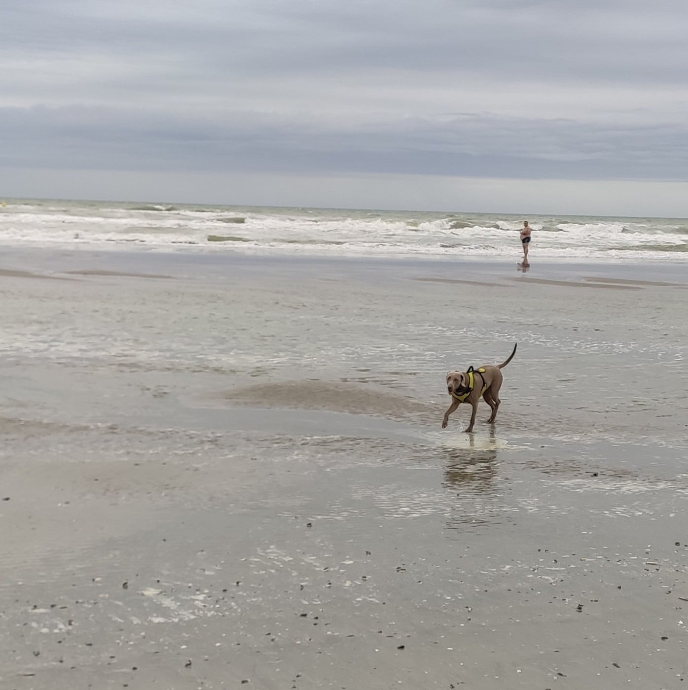 rebelle (Sans Affixe)