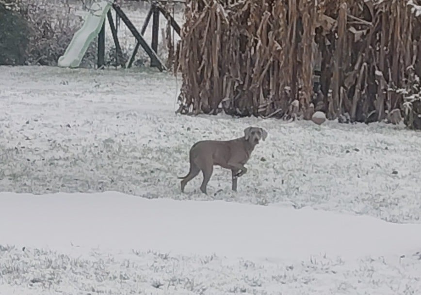 rebelle (Sans Affixe)