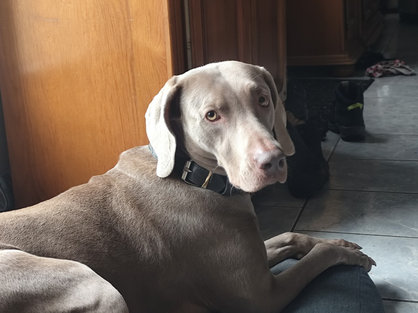 rebelle (Sans Affixe)