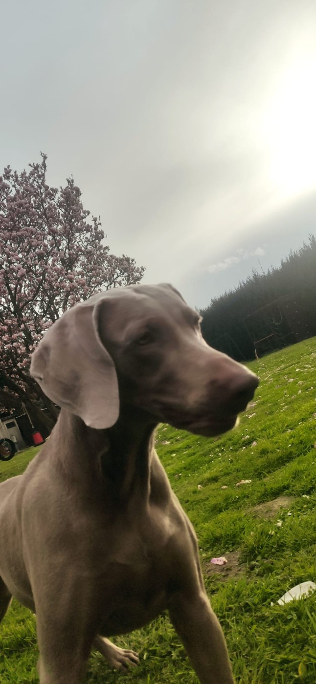 rebelle (Sans Affixe)