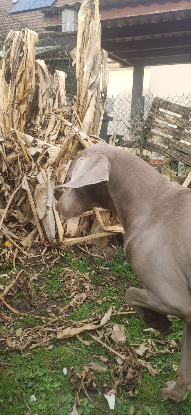 rebelle (Sans Affixe)