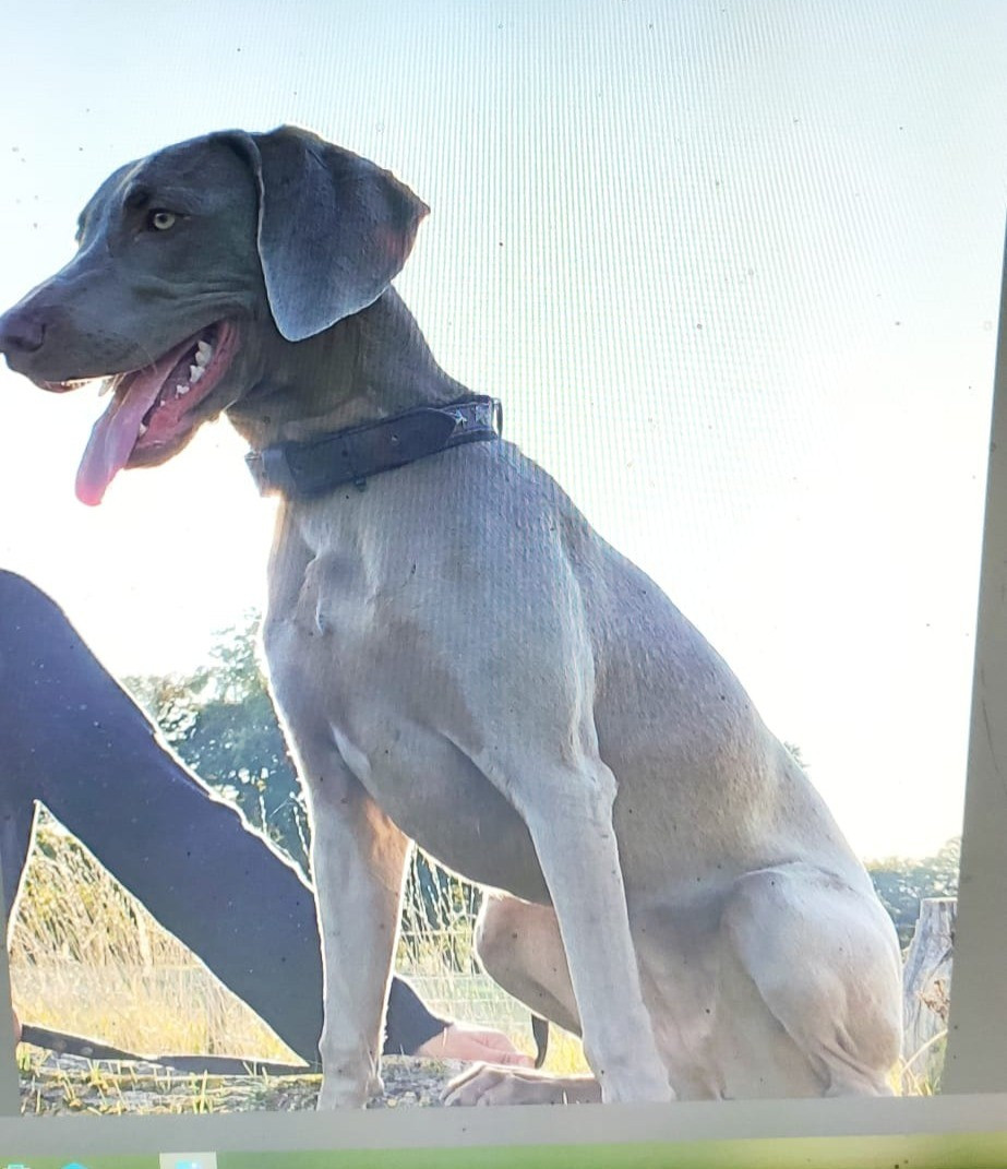 rebelle (Sans Affixe)