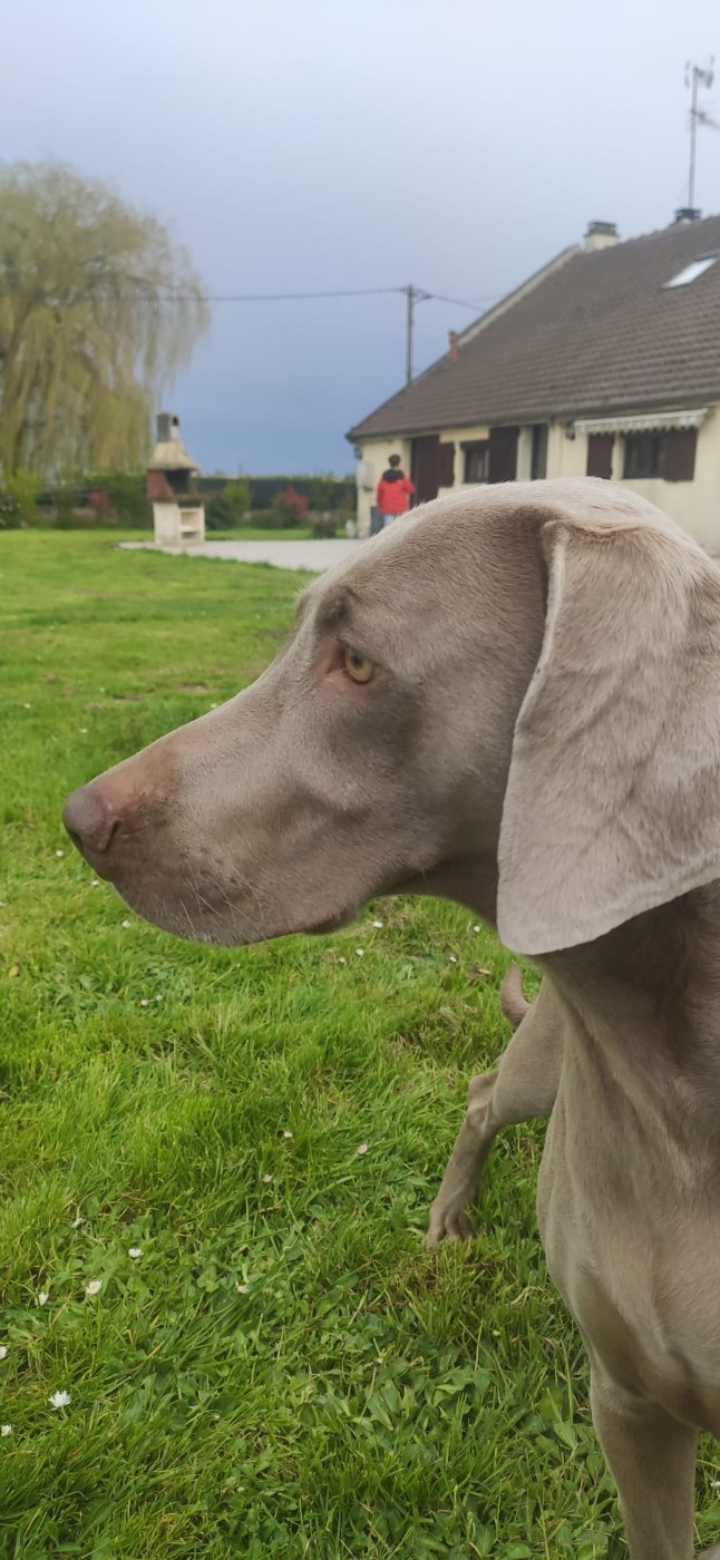 rebelle (Sans Affixe)