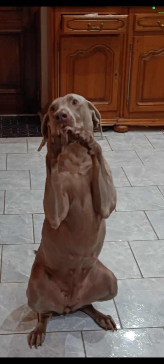 rebelle (Sans Affixe)