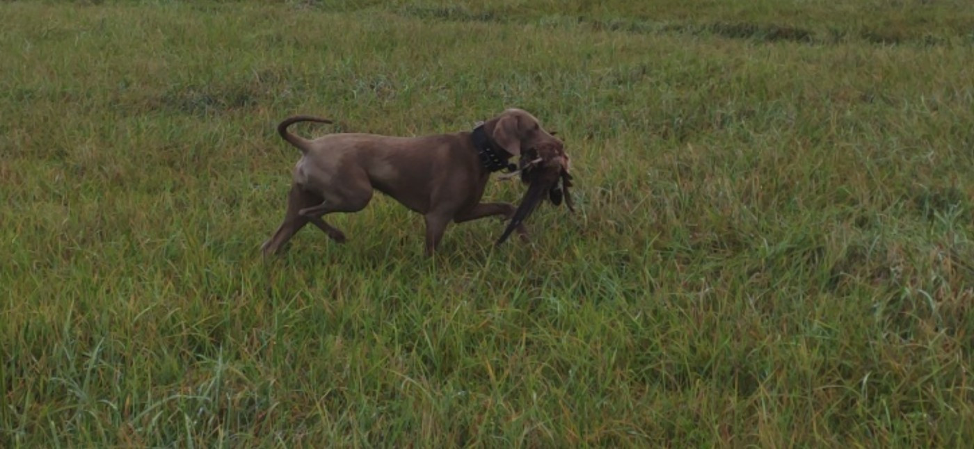 rebelle (Sans Affixe)