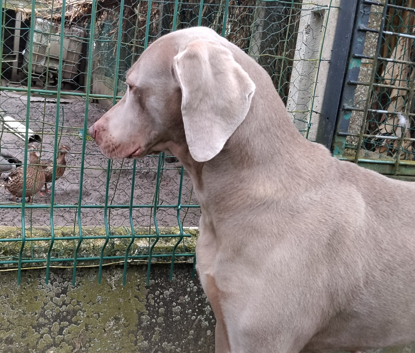 rebelle (Sans Affixe)