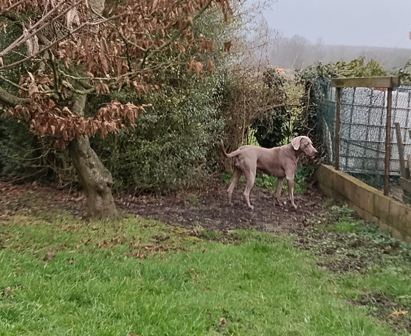 rebelle (Sans Affixe)